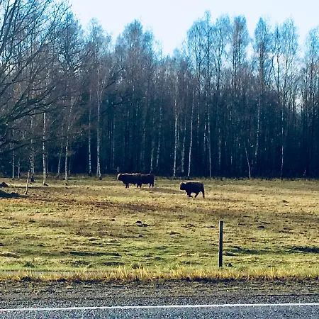 Von Rosen (adults Only) Mäetaguse